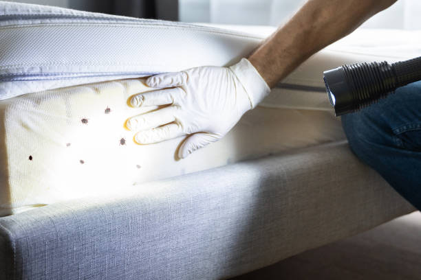 Best Termite Control Services  in Knoxvle, IL