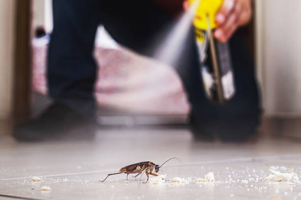 Best Affordable Pest Control Services  in Knoxvle, IL